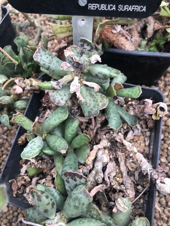 Adromischus cooperi leaf