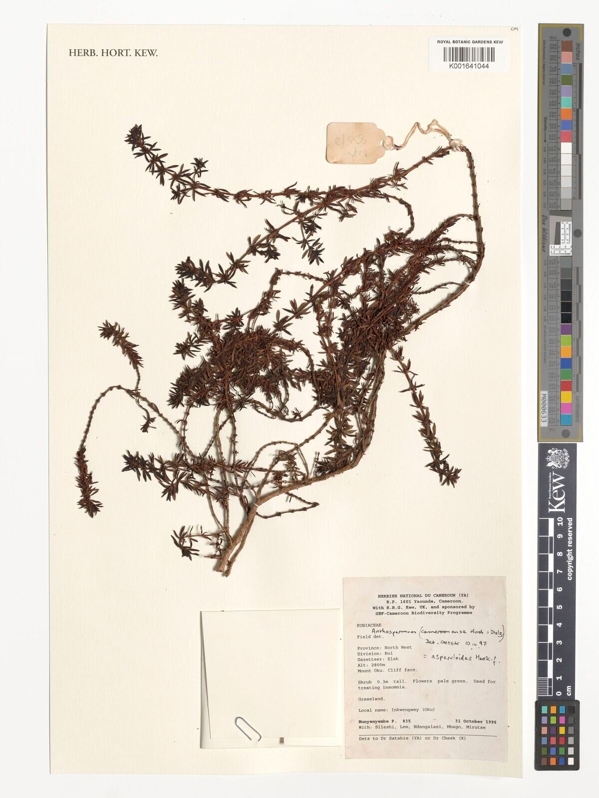 Anthospermum asperuloides — related species from the same genus