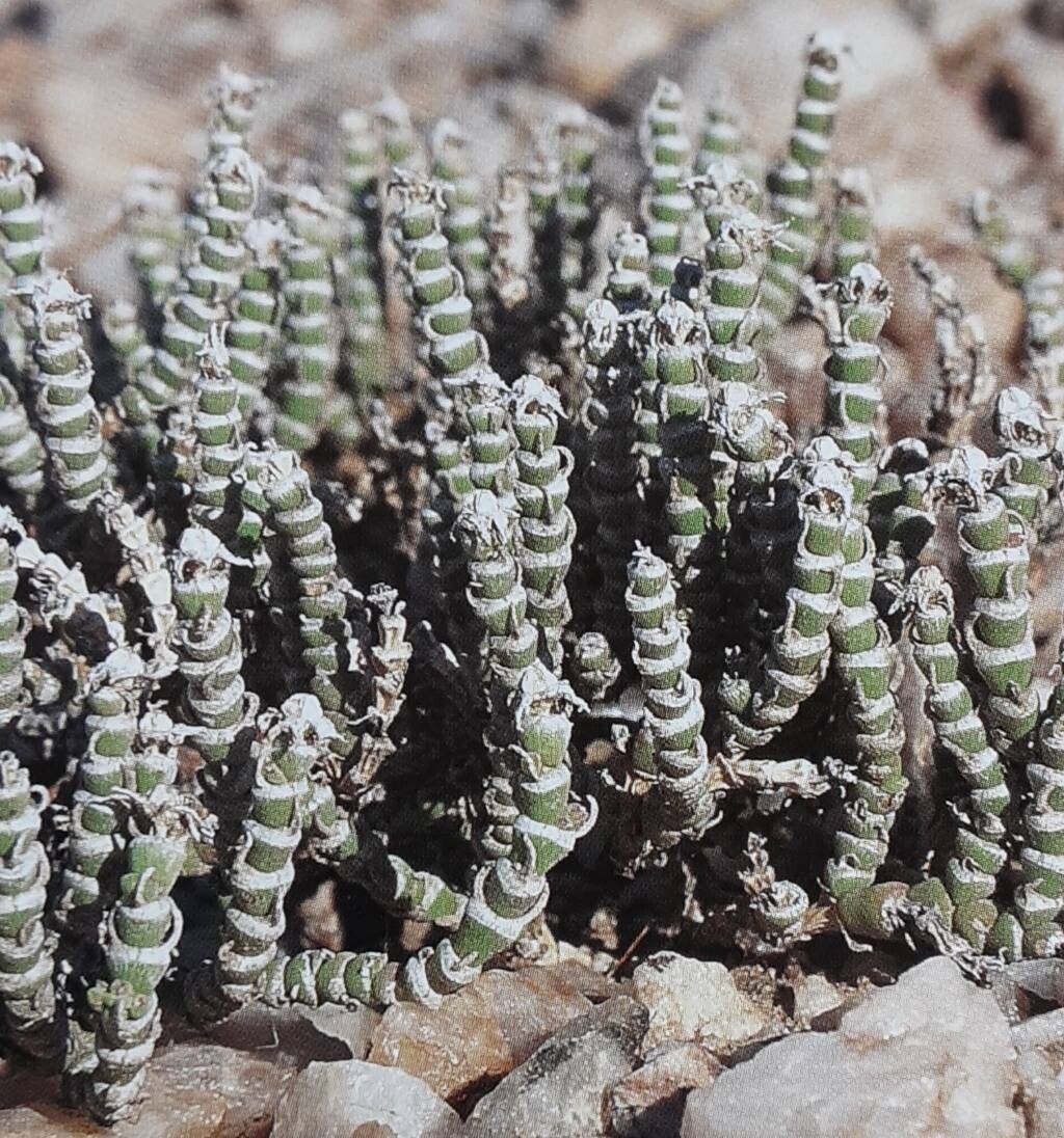 Mesembryanthemum tomentosum — search result for 'Mesembryanthemum'