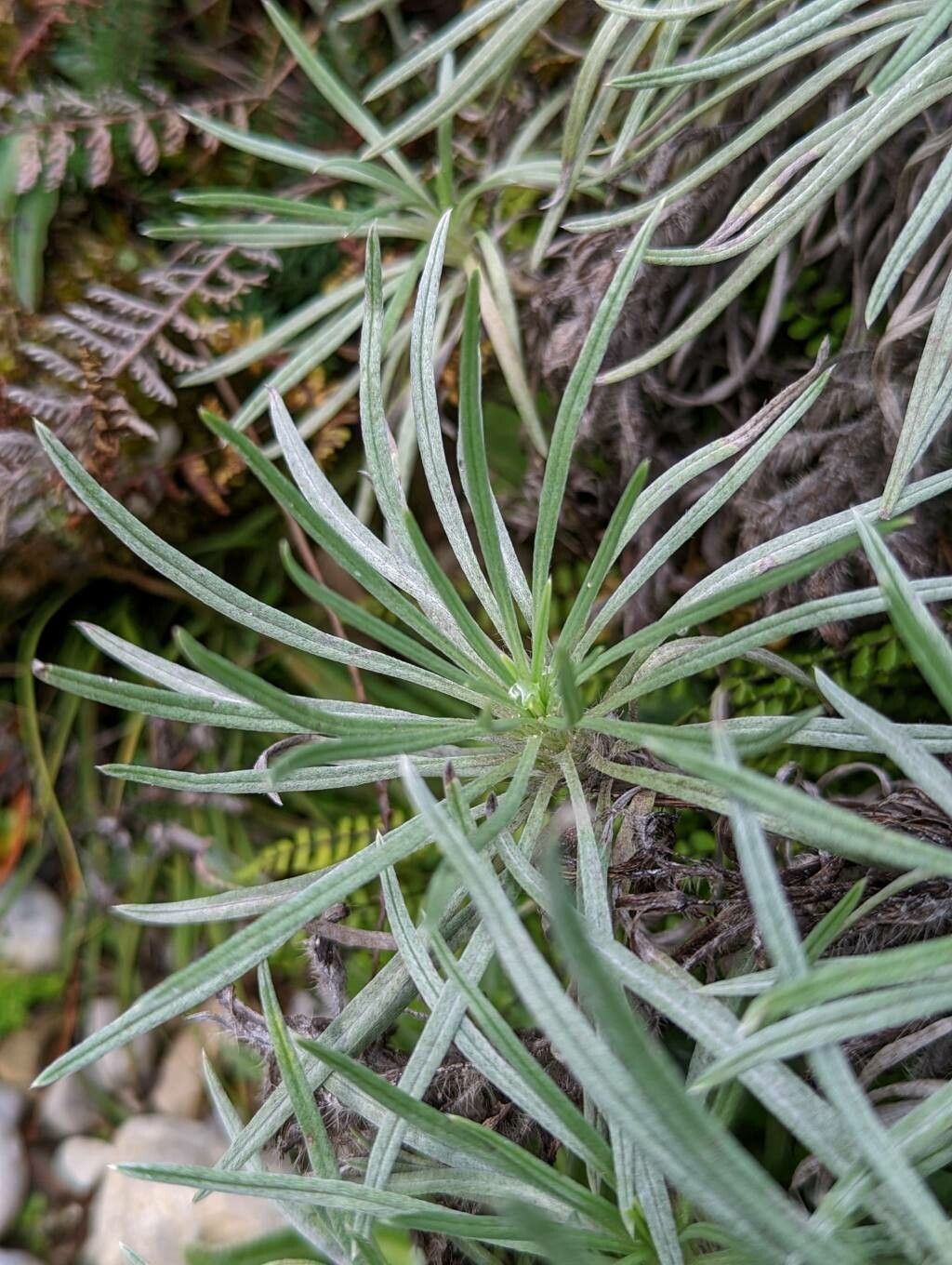 Onosma polyphylla — houseplant care guide