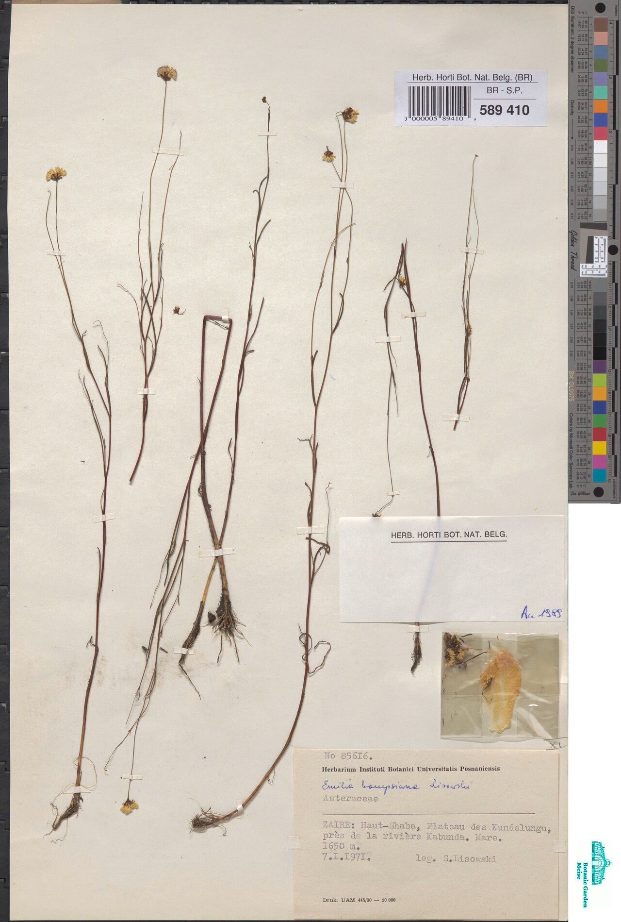 Emilia bampsiana — related species from the same genus