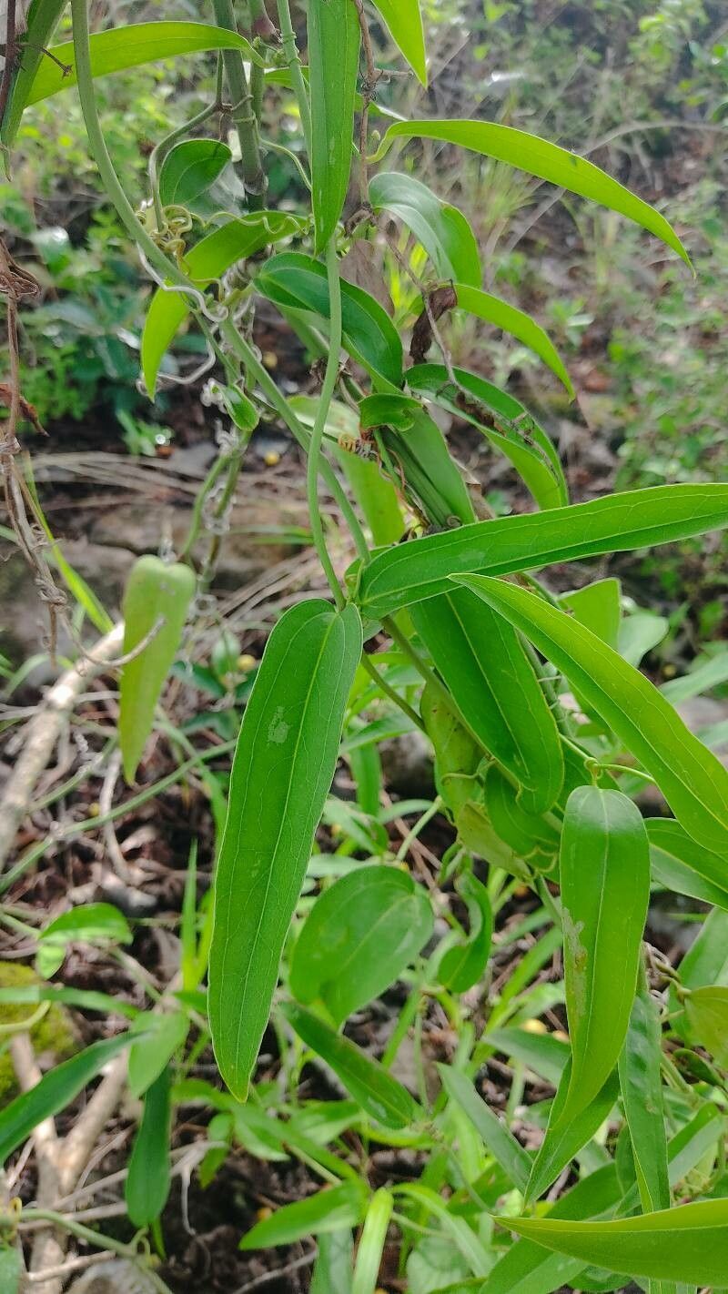 Smilax spinosa leaf