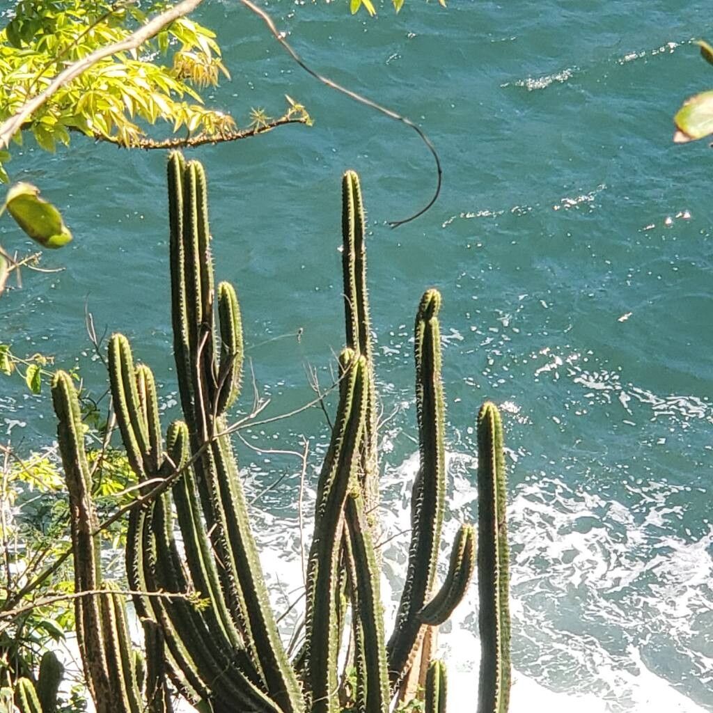 Pilosocereus arrabidae leaf