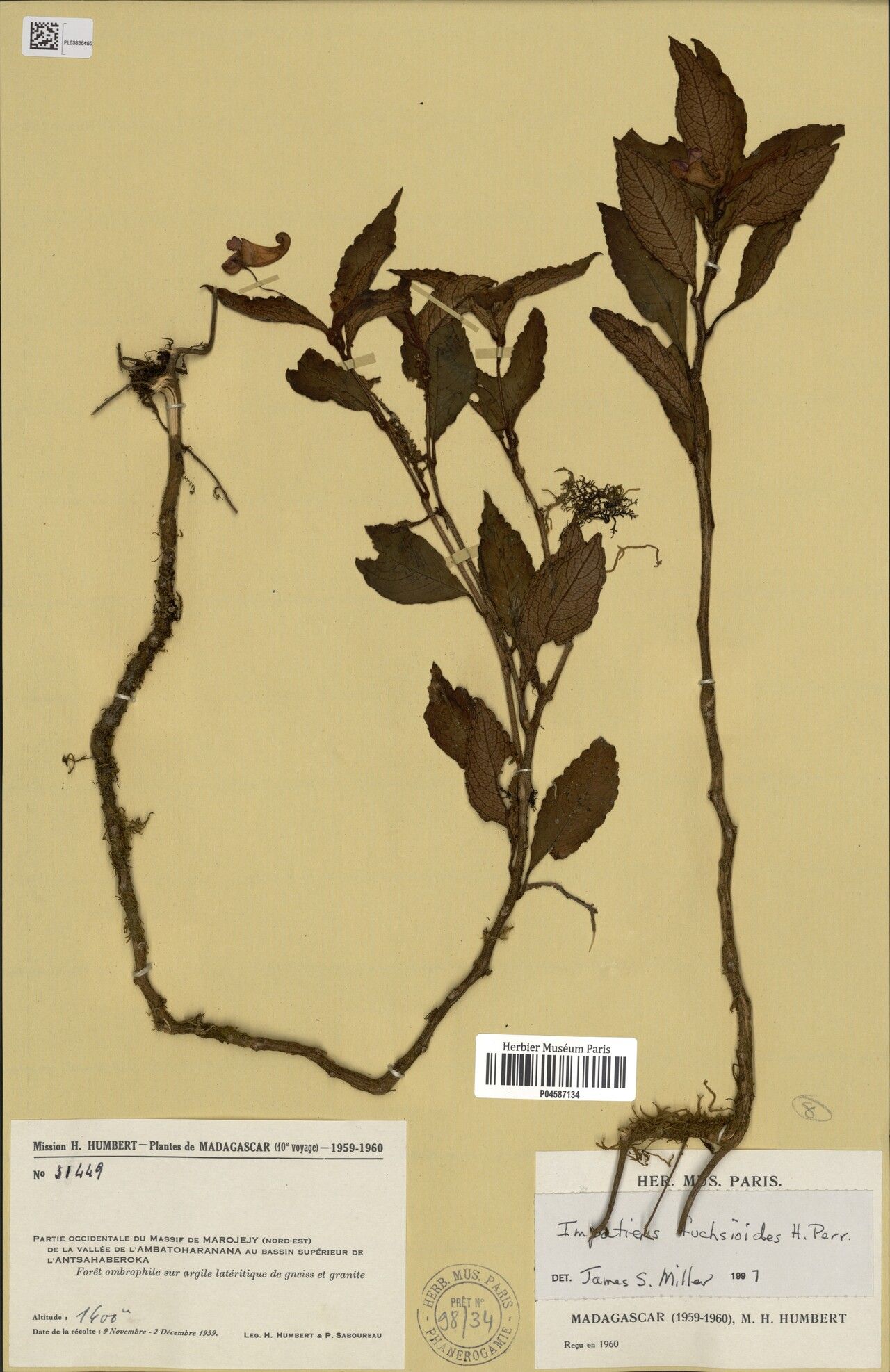 Impatiens fuchsioides — houseplant care guide