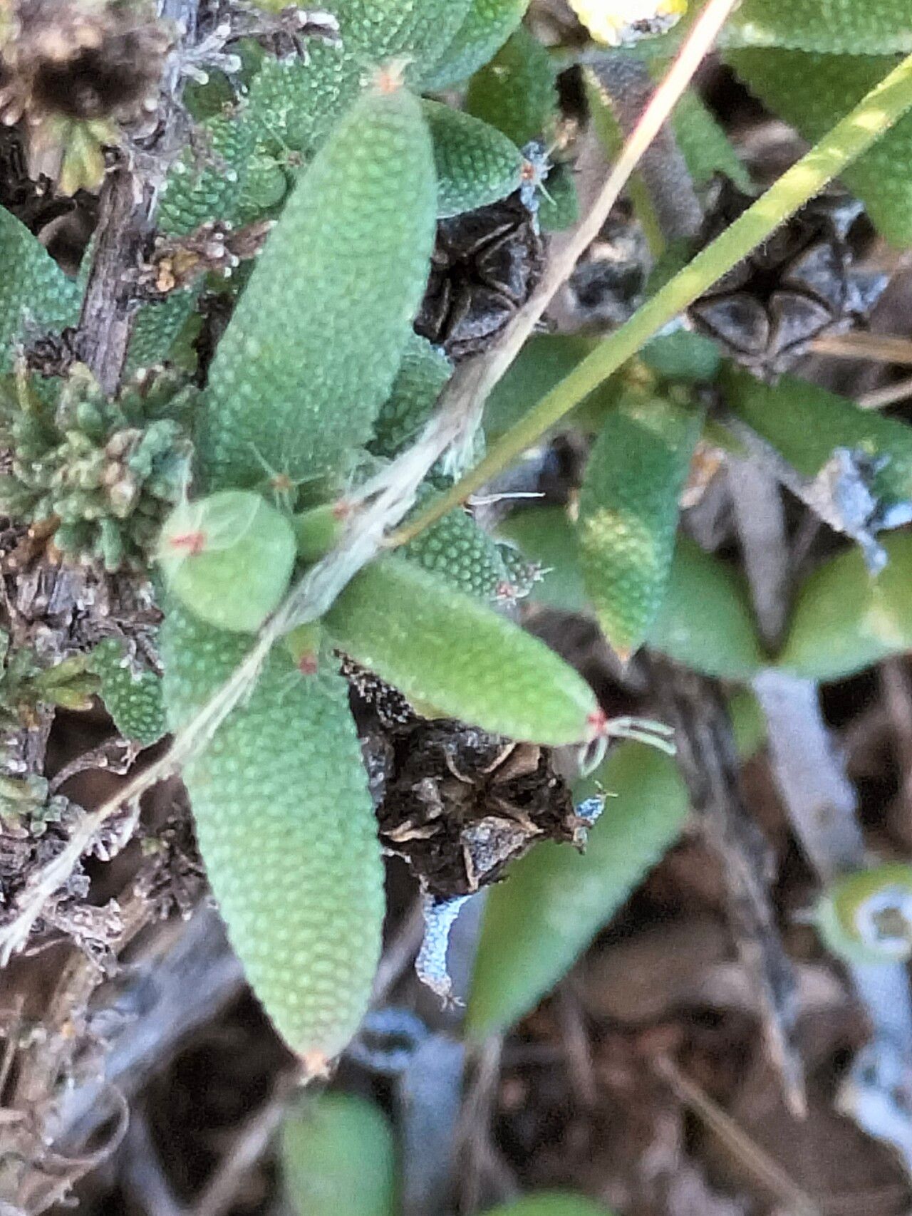 Trichodiadema setuliferum — houseplant care guide