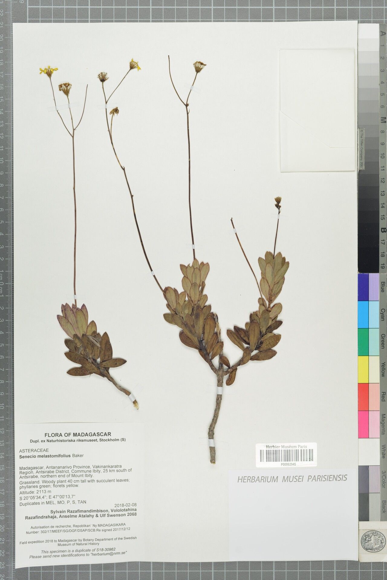 Senecio melastomifolius — houseplant care guide