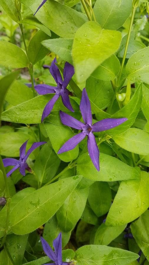 Vinca herbacea flower