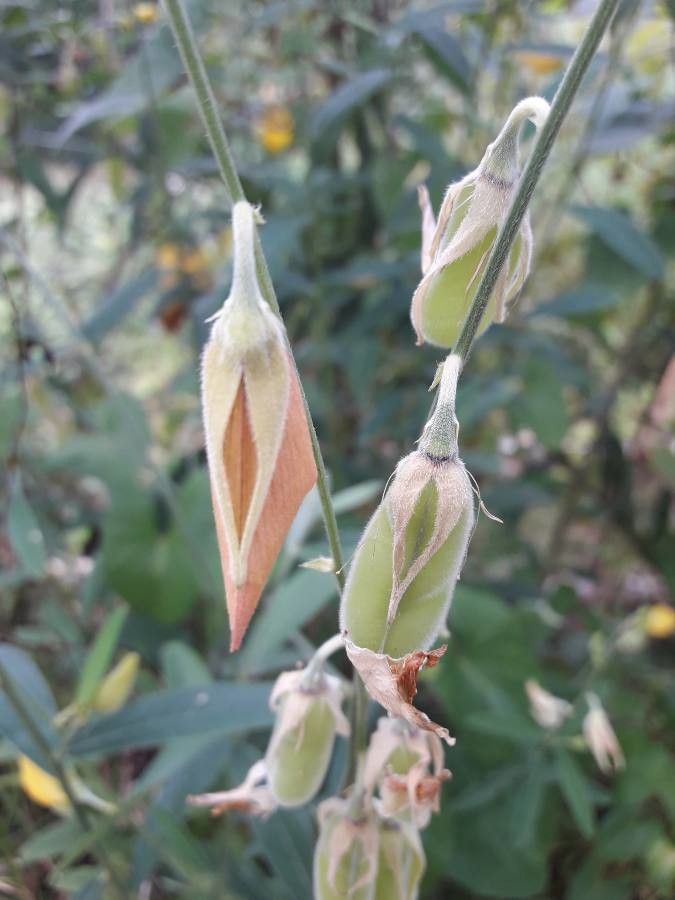 Crotalaria juncea fruit