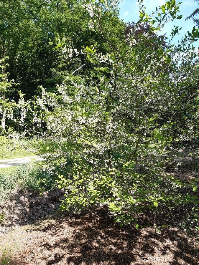 Styrax americanus habit