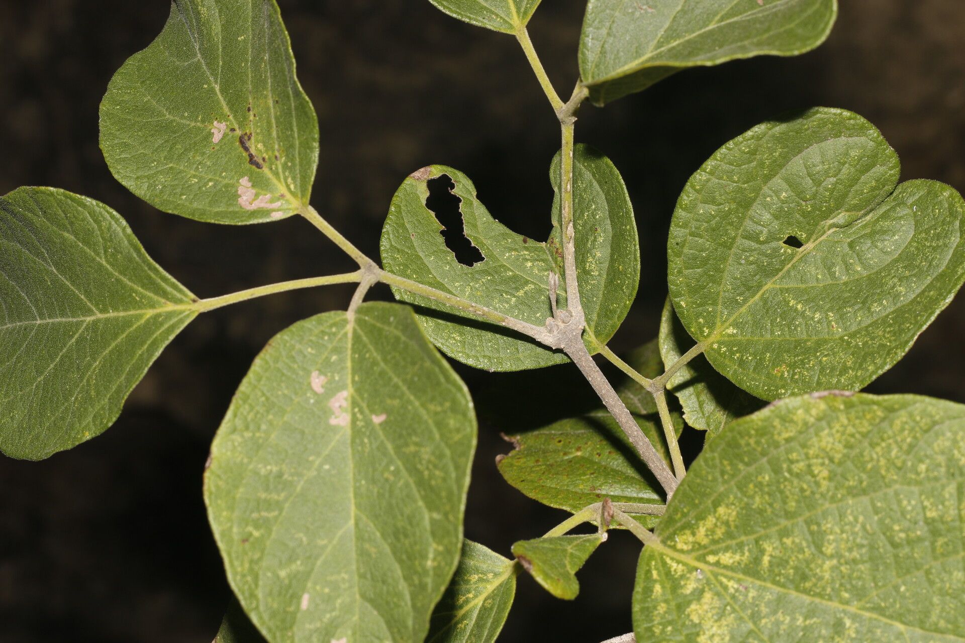 Fridericia costaricensis — related species from the same genus