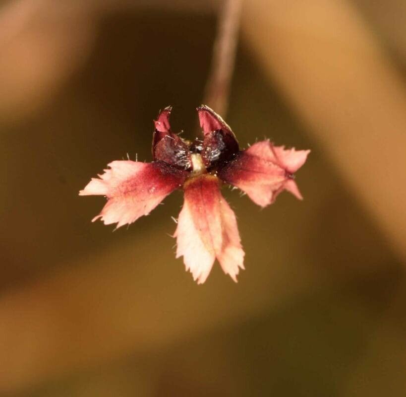 Goodenia elaiosoma — related species from the same genus