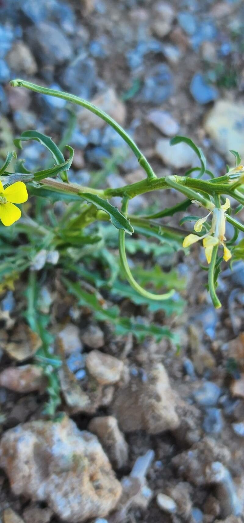 Erysimum repandum fruit