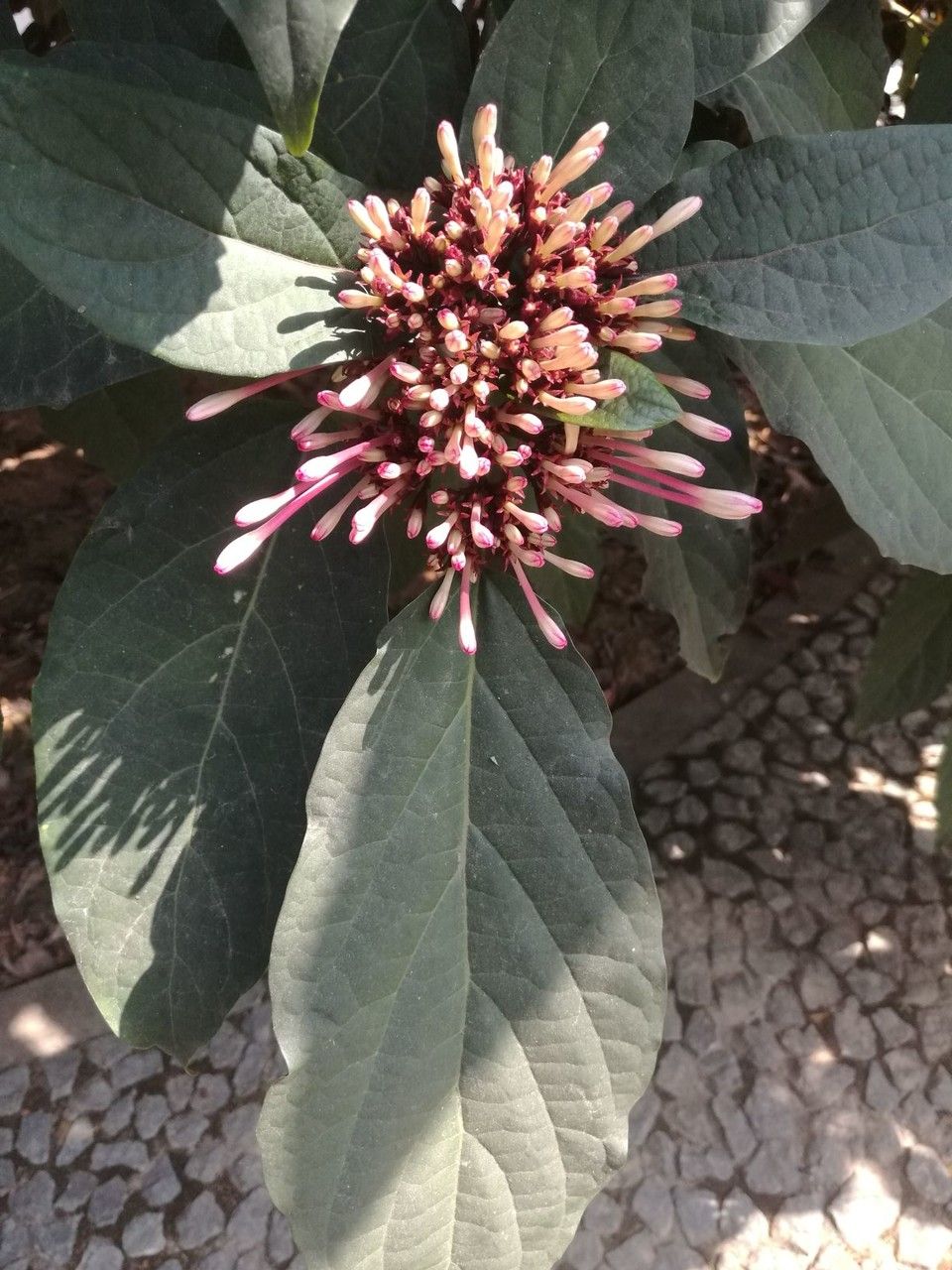 Clerodendrum quadriloculare flower
