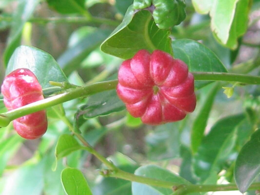 Glochidion ferdinandi fruit