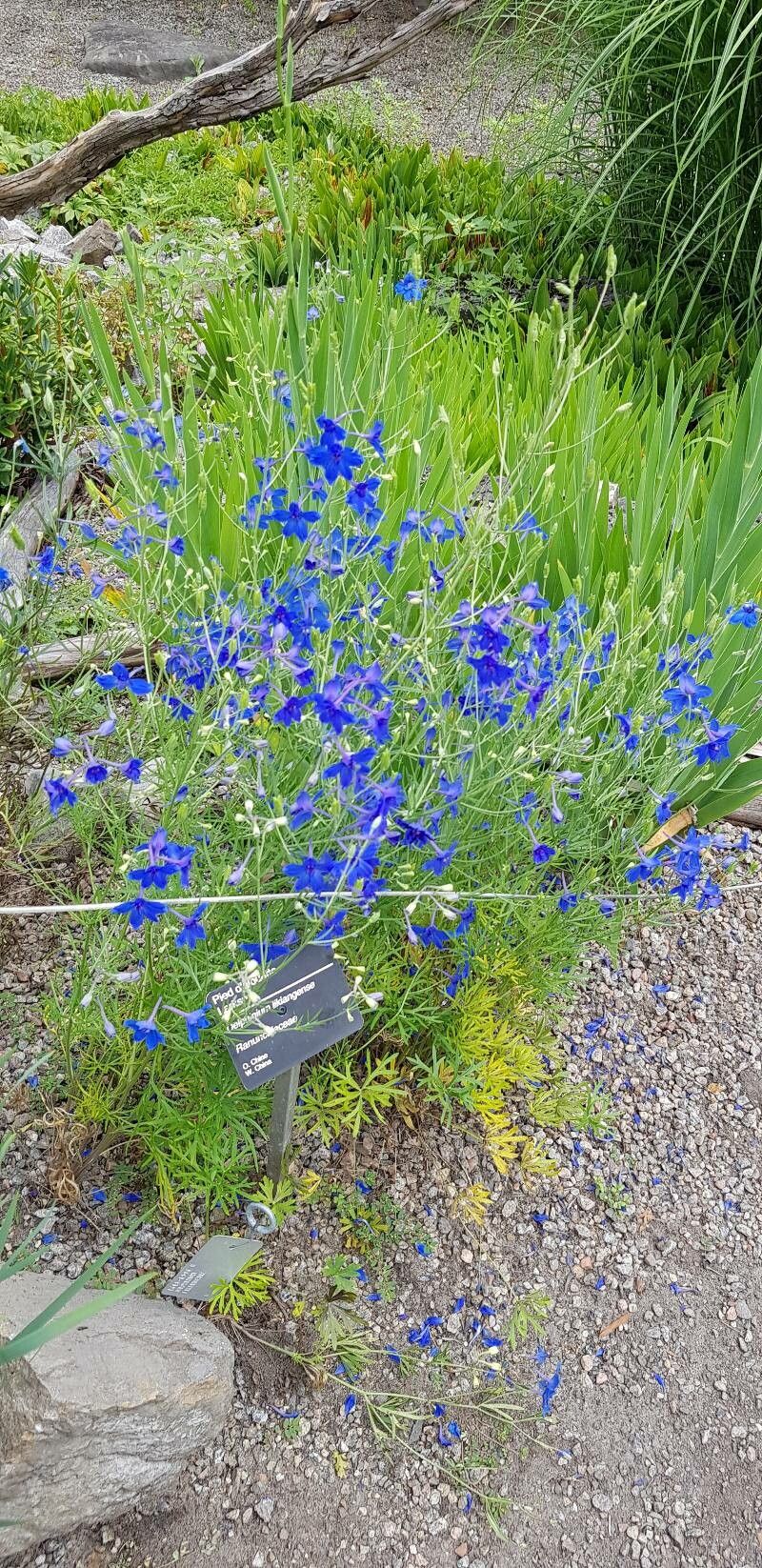 Delphinium likiangense habit