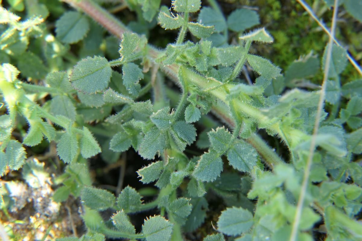 Ononis diffusa — houseplant care guide