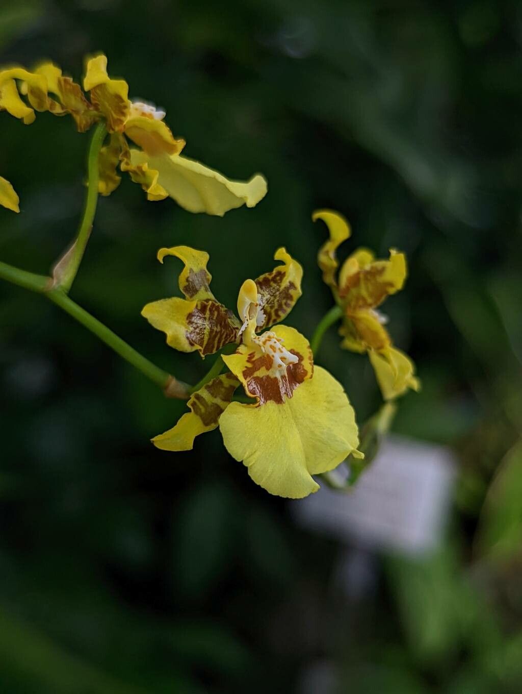 Oncidium sphacelatum flower