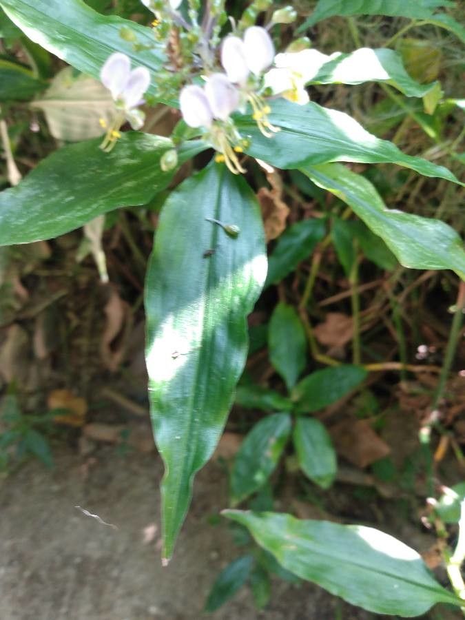 Pollia japonica leaf