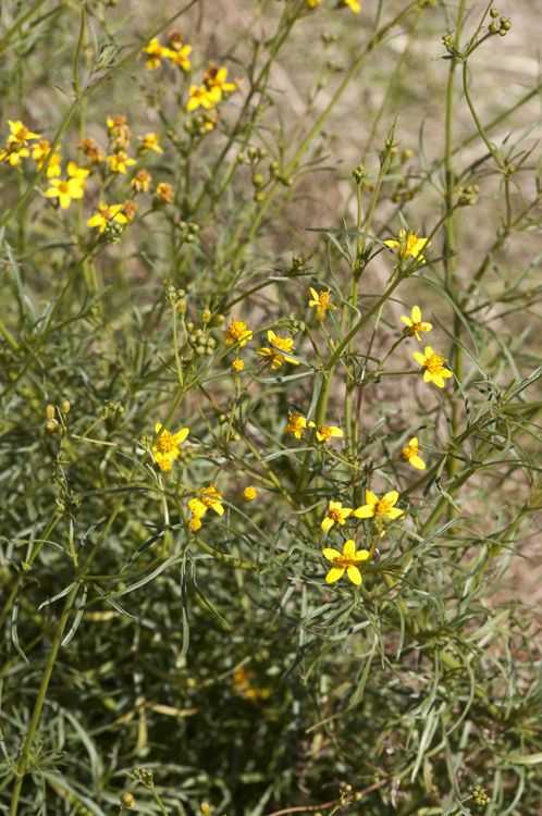 Coreocarpus arizonicus — search result for 'and Chihuahua'