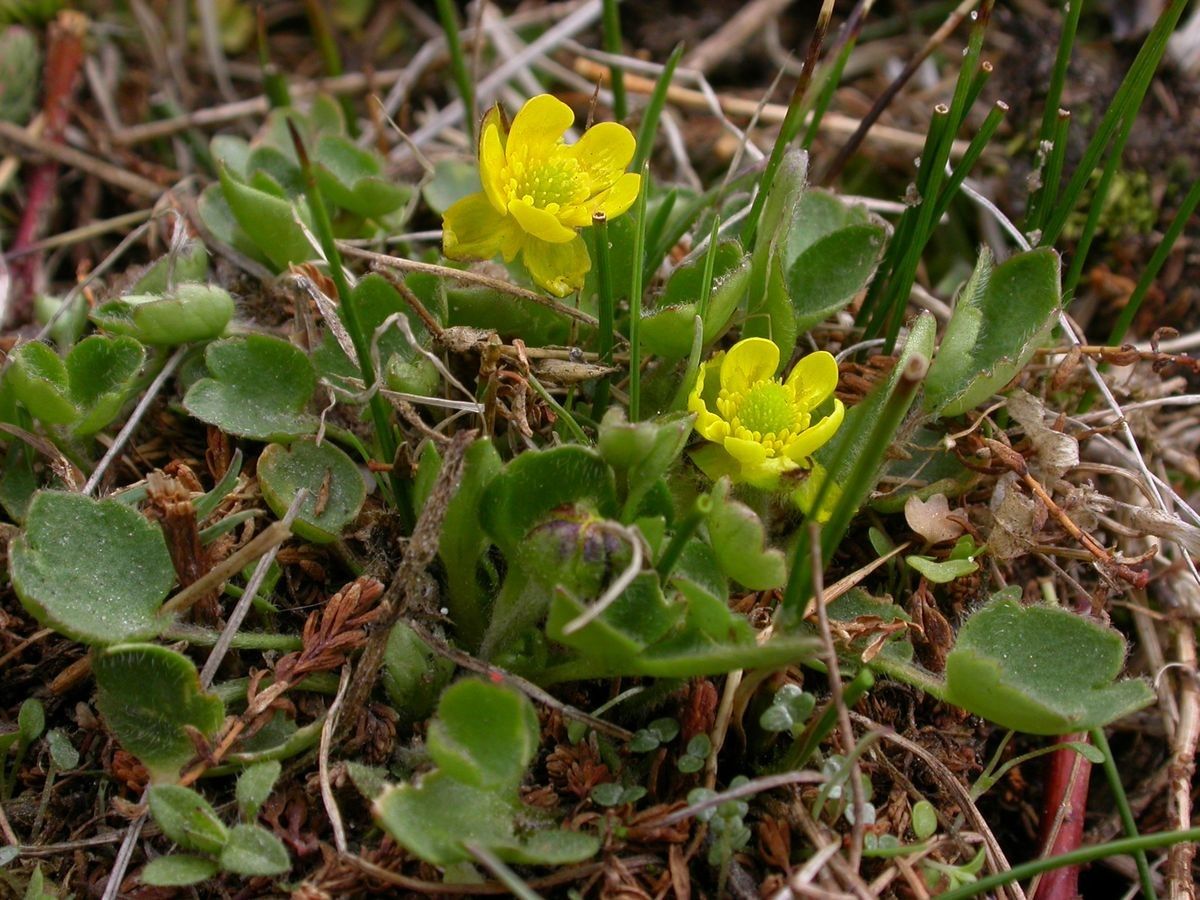 Ranunculus pulchellus habit