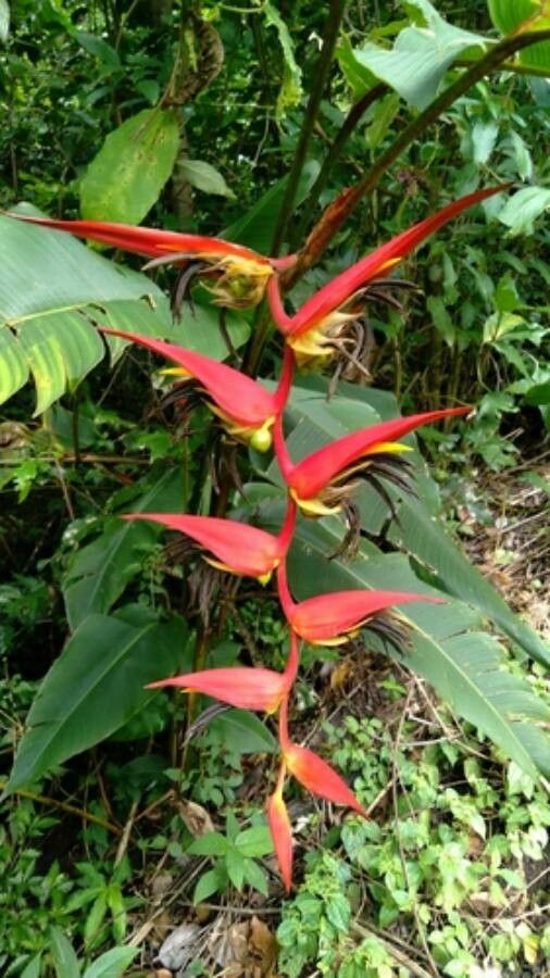 Heliconia nutans — search result for 'Heliconia'