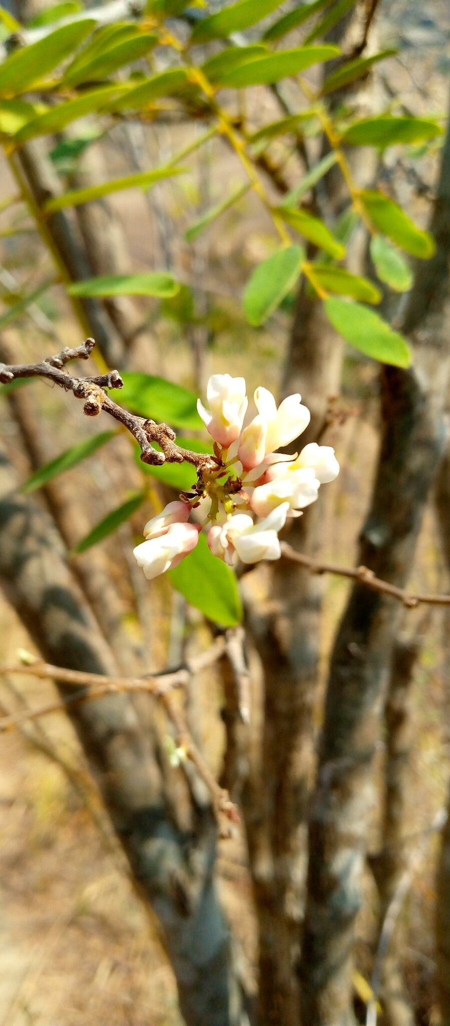 Dalbergia pervillei flower