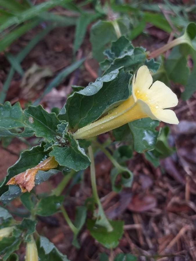 Pedalium murex flower