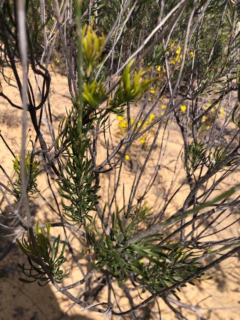 Conospermum incurvum — related species from the same genus