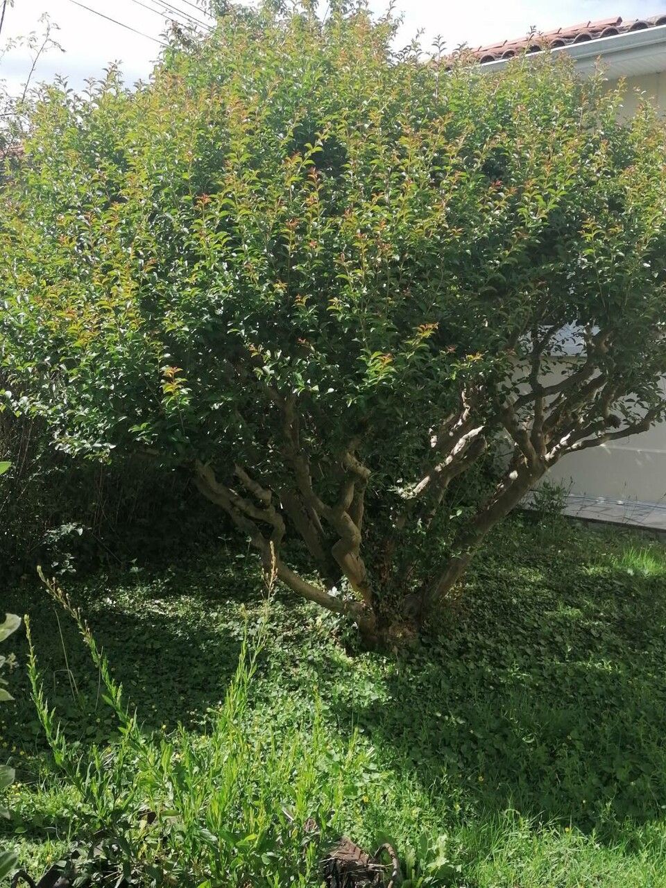 Halleria lucida habit