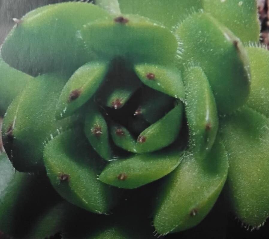 Sempervivum glabrifolium — search result for 'Sempervivum'