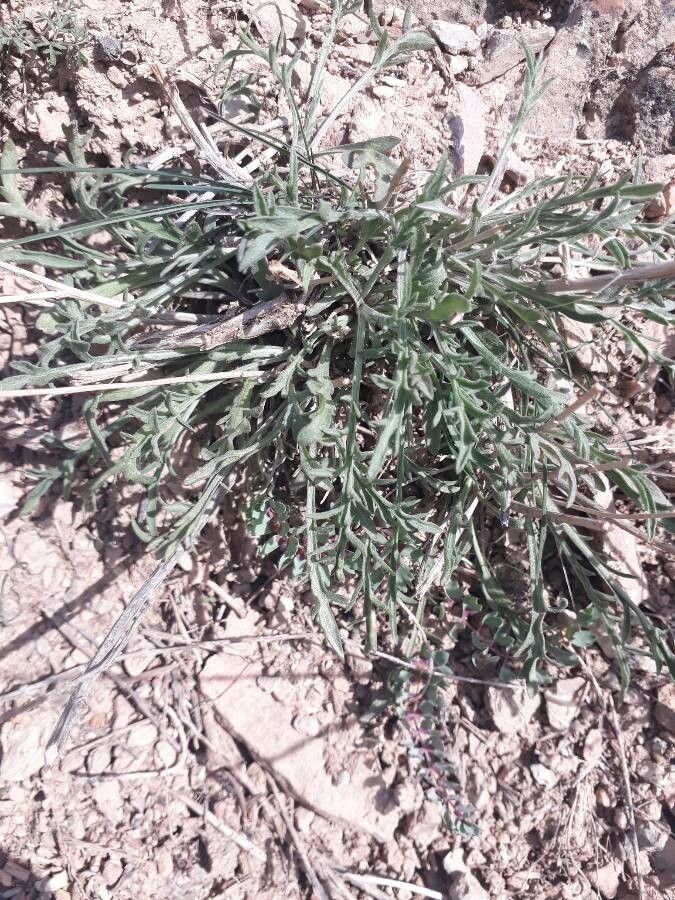 Centaurea virgata leaf