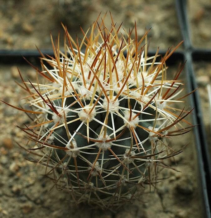 Sclerocactus cloverae habit