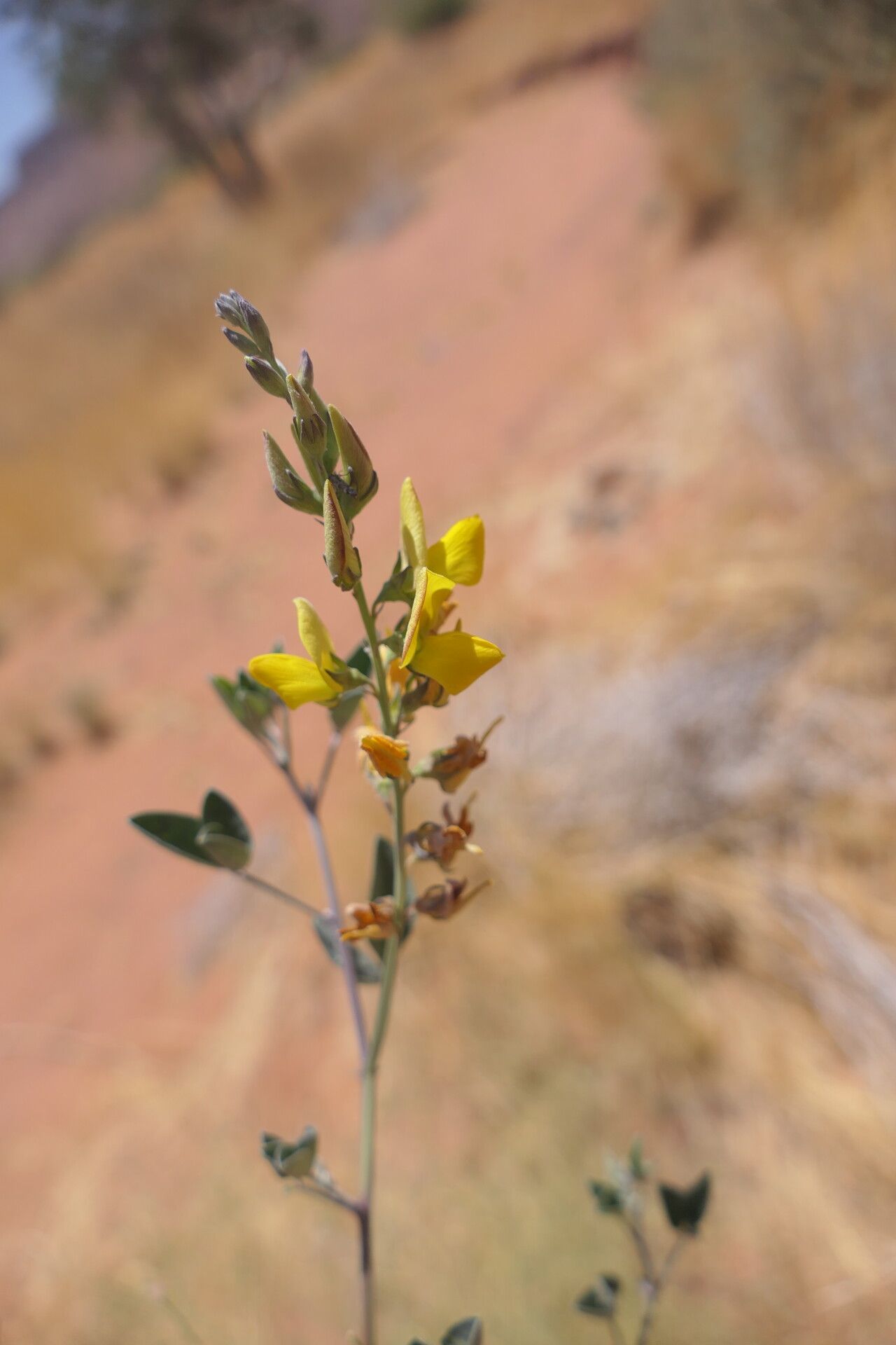 Crotalaria sphaerocarpa flower