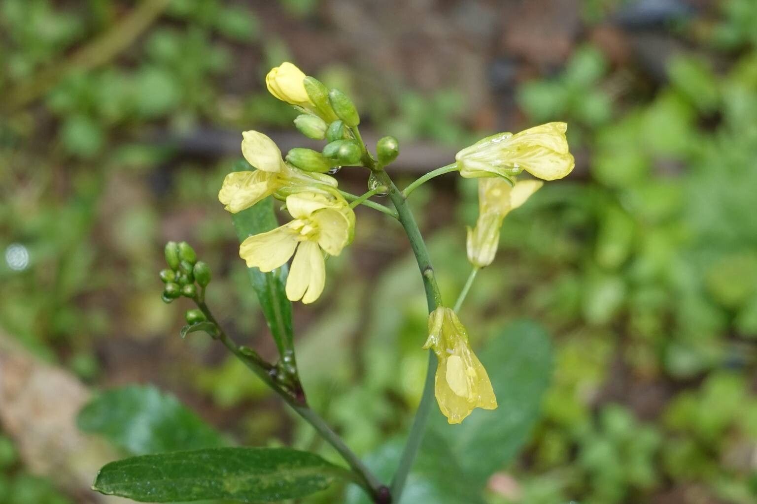 Brassica carinata flower