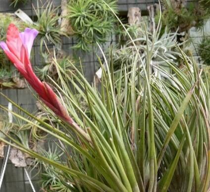 Tillandsia dura habit