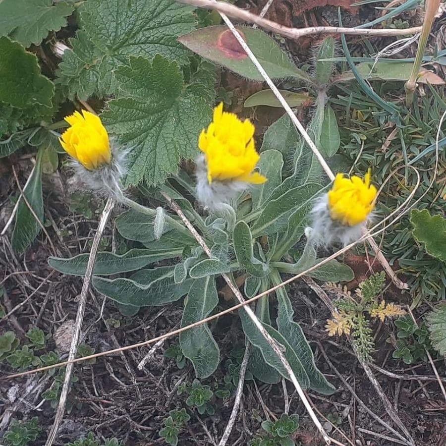 Hieracium pannosum flower