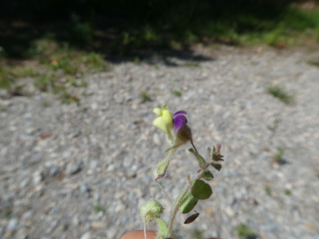 Kickxia elatine flower