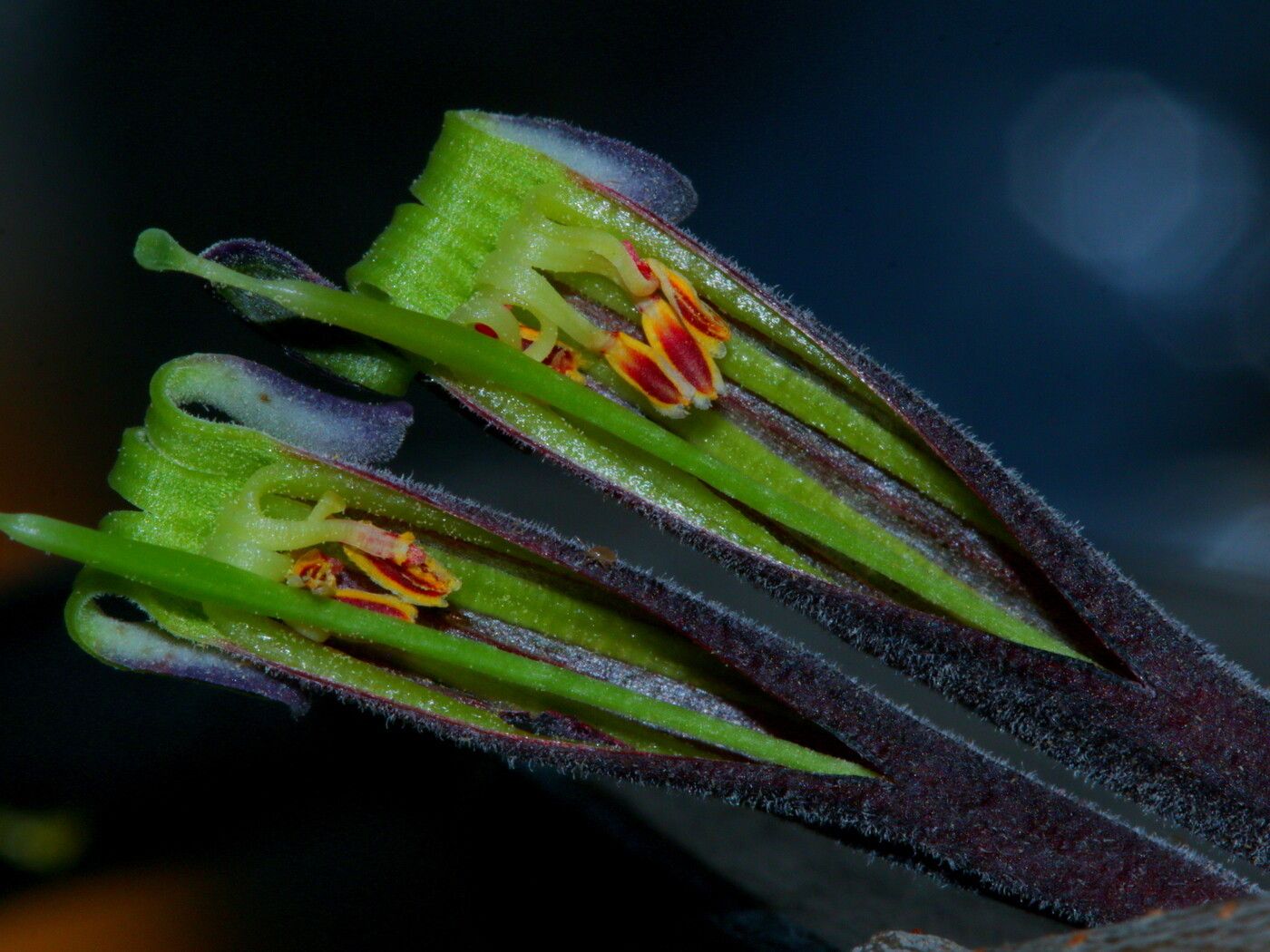 Tapinanthus quequensis flower