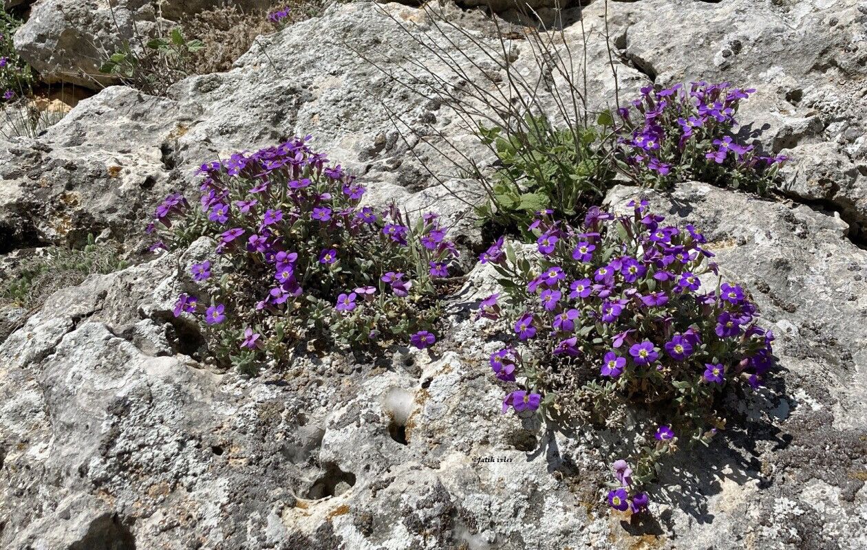 Aubrieta canescens flower