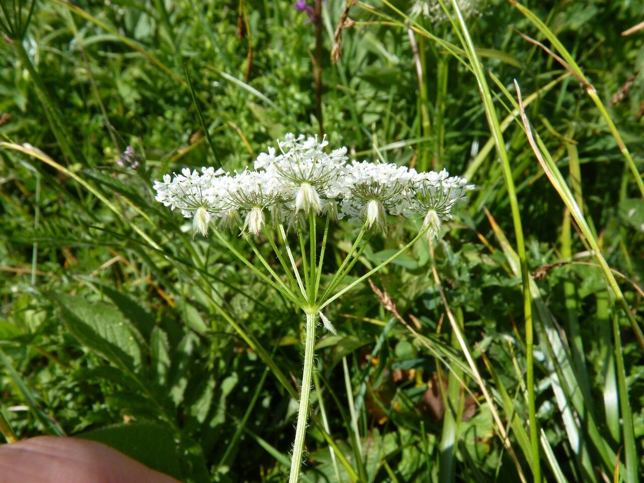 Chaerophyllum villarsii flower