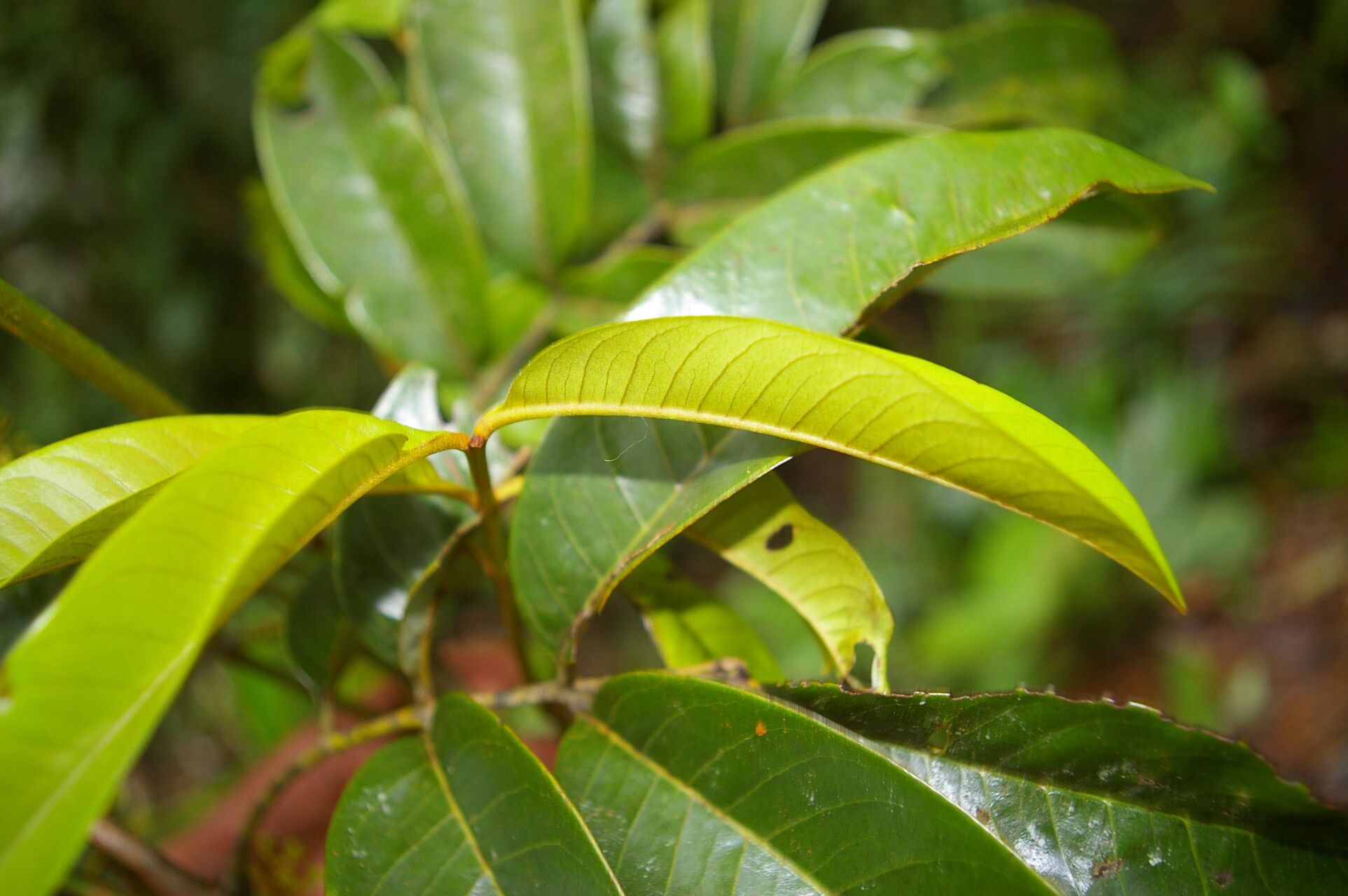 Alfaroa guanacastensis leaf