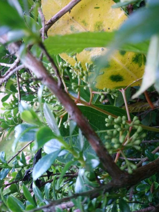 Escallonia laevis bark