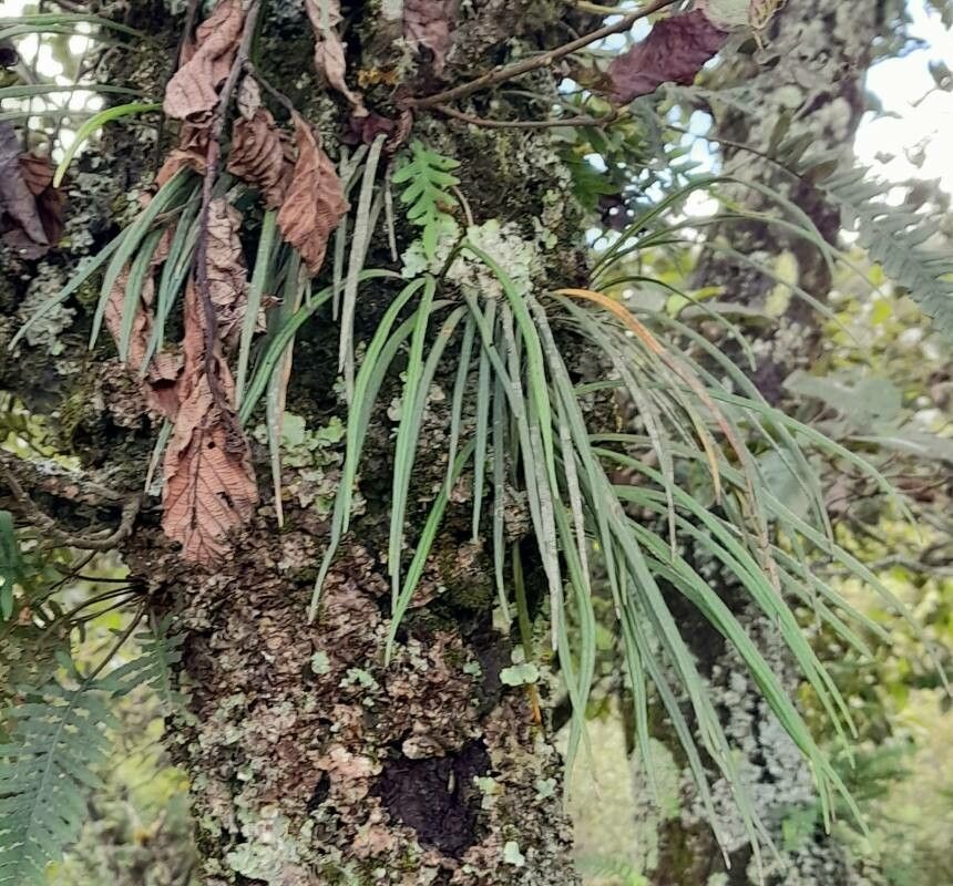 Campyloneurum aglaolepis habit