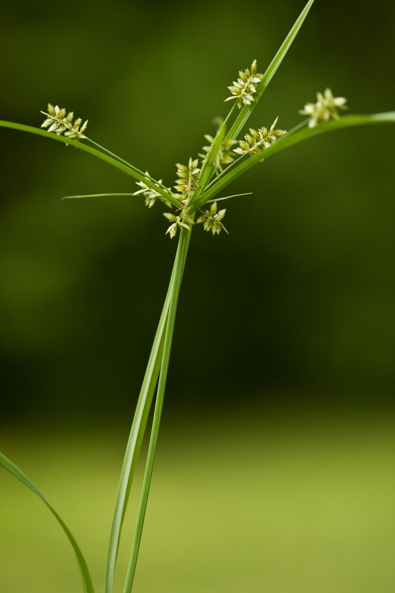 Cyperus hyalinus flower