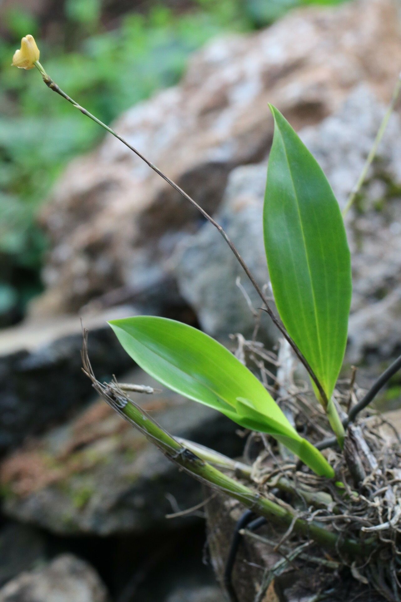 Polystachya riomuniensis habit