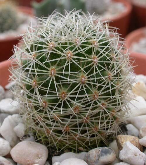 Mammillaria napina — houseplant care guide
