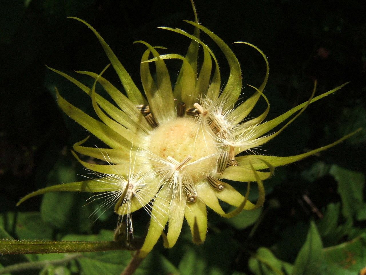 Doronicum austriacum fruit