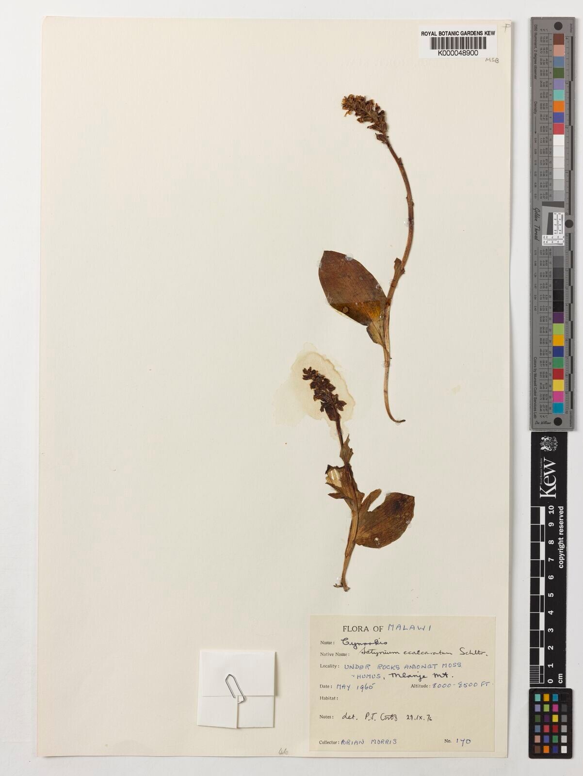 Satyrium ecalcaratum — houseplant care guide