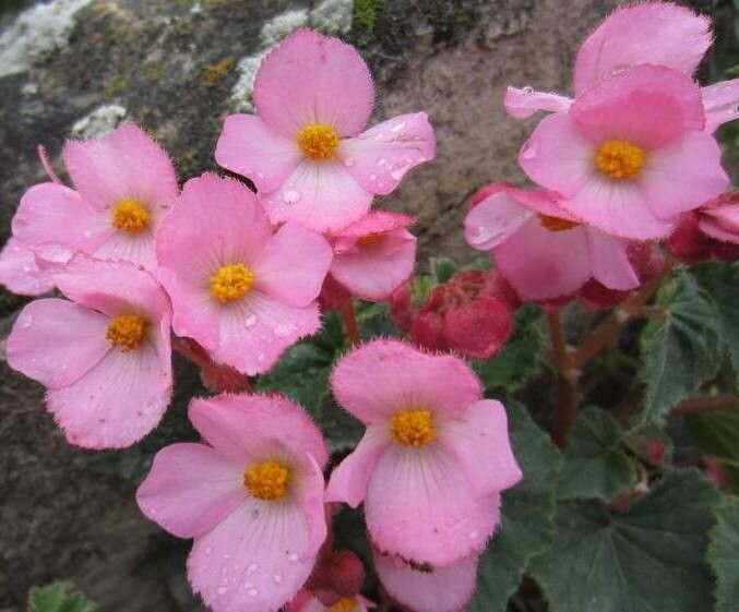 Begonia fischeri flower