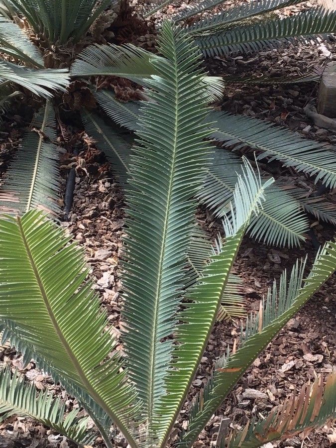 Dioon merolae habit